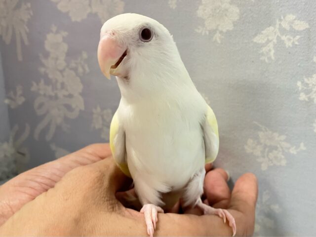 ホイップるんるん🧁でこれーしょん！！🌼*･コザクラインコ(ターコイズグリーンイノ) 2023年4月生まれ