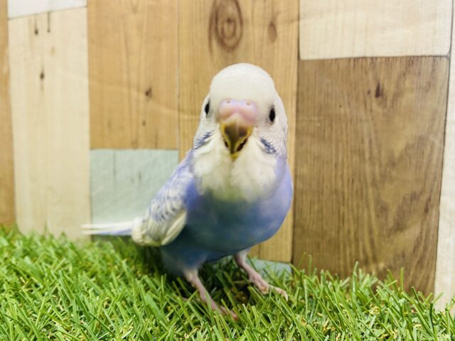 最新画像有ります🌟キラキラおめめがキュートなんですっ😍セキセイインコのスパングル！！