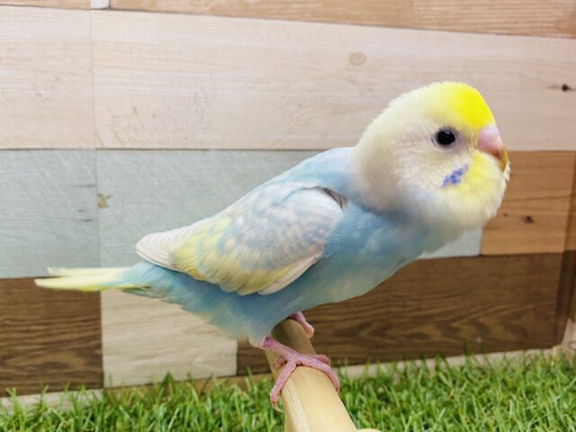 最新画像有ります⭐️パッと明るいお色の甘えん坊さん💕セキセイインコのパステルレインボー🌈