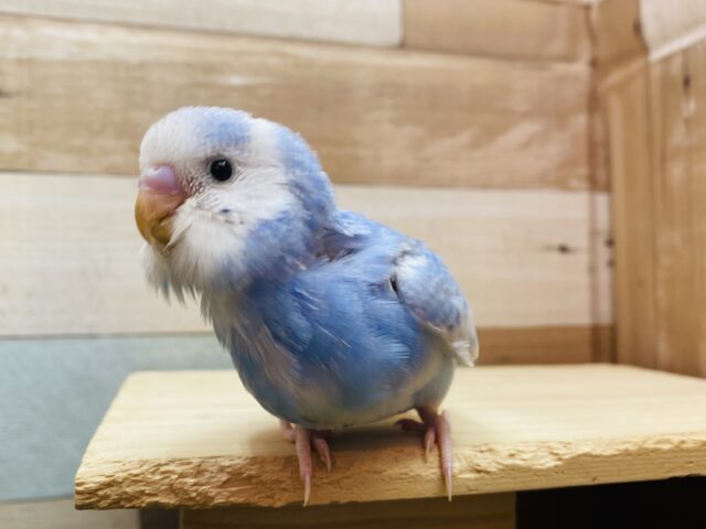 最新画像有ります🌟今流行りのくすみブルー🩵この冬ピッタリなセキセイインコのパイドカラー🌟