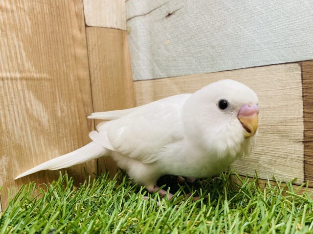 最新画像有ります❗️キラッと輝く隠れポイント発見💡☝️セキセイインコのダブルファクター❗️