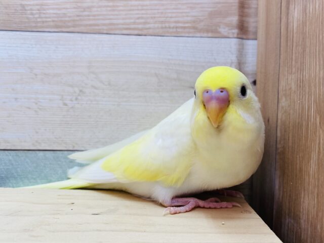 最新画像有ります💛ほっと優しいカラーでみんなを包み込んじゃいます☺️💕セキセイインコのクリーム