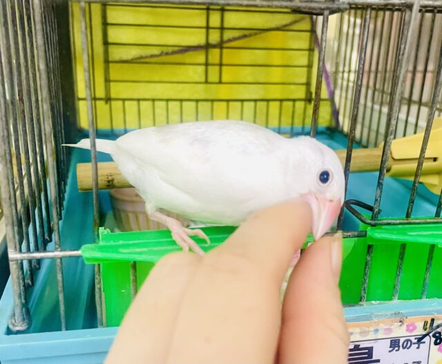 なれてるよ〜❣️1人餌❣️手乗り❣️思いやりばちこーい🫶☁️☁️💞　白文鳥