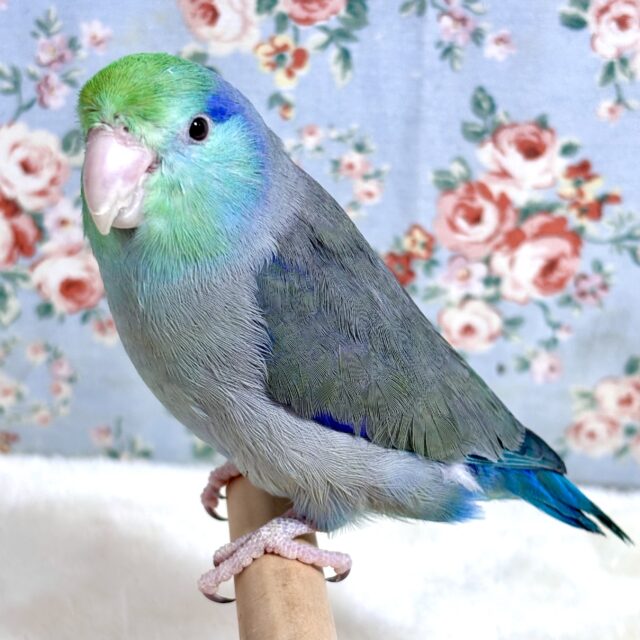 マメルリハ  ターコイズコバルトブルー  男の子  ( ･θ･)💙