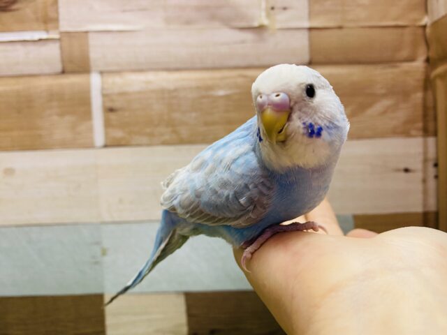 最新画像あります☺️優しいお色でふんわり雰囲気🩵セキセイインコのシナモンオパーリン！！