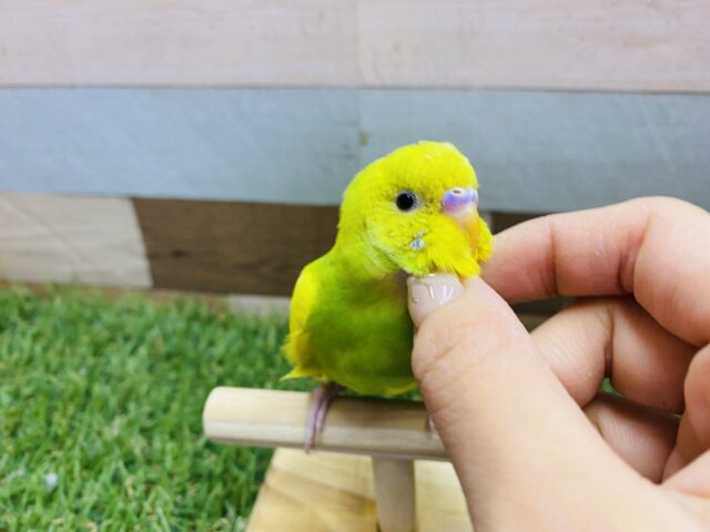 最新画像・動画あります⭐️明るいお色は明るい性格の証かな⁇✨セキセイインコのスパングルパイド！！
