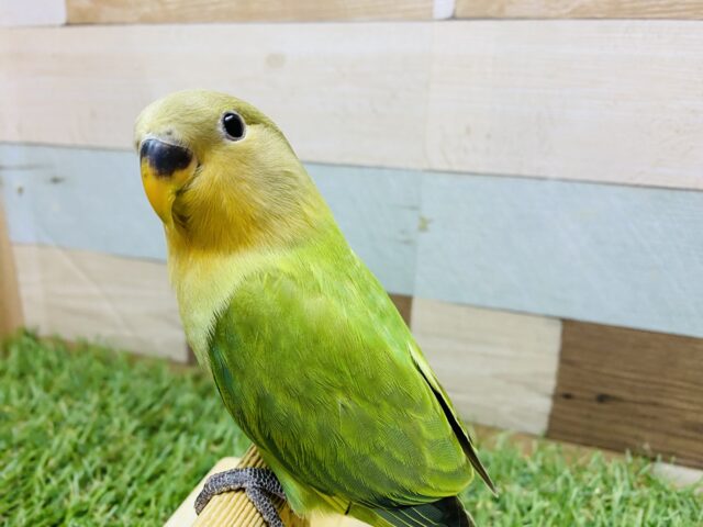 最新画像あります‼️明るめグリーンの可愛い子ッ❣️コザクラインコのオレンジフェイスオパーリン！！