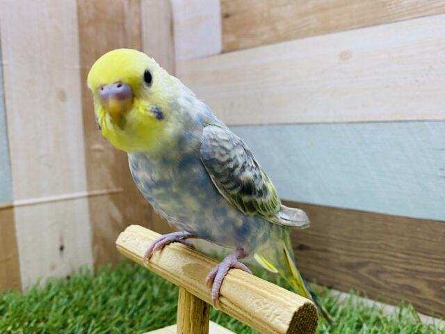 最新画像有ります❗️よ〜く見ると深みを感じるシックなカラー🌙キュルキュルおめめのセキセイインコレインボー🌈