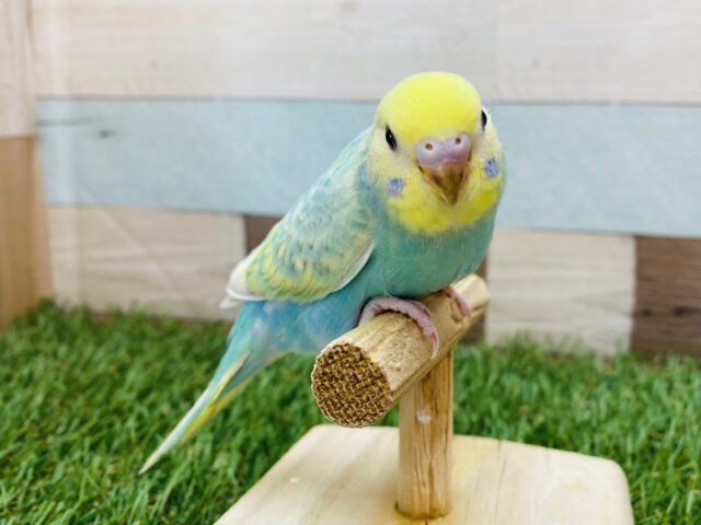 最新画像有ります❗️カメラに興味津々⁉️好奇心旺盛な元気っ子⭐️セキセイインコのパステルカラーレインボー🌈