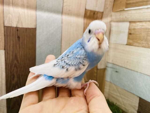 最新画像有ります⭐️わたわたヒナヒナ感が可愛すぎます〜🥰セキセイインコのパイド❣️