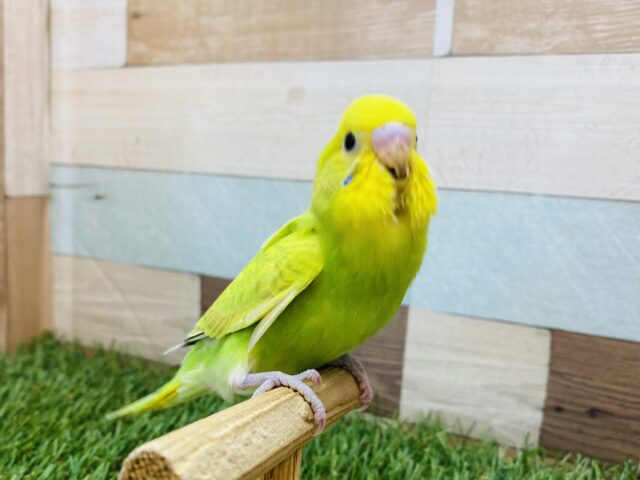 最新画像有ります‼️パッ💡と明るい性格の元気いっぱいな子⭐️セキセイインコのスパングル‼️