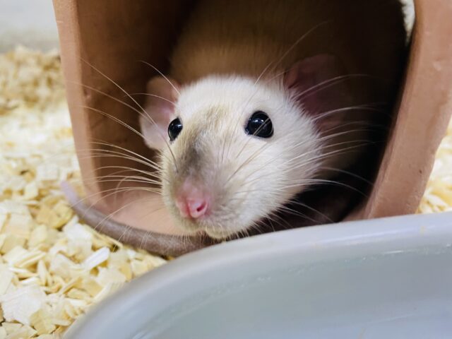 最新画像有ります🌟あと1匹！ぱっちりおめめで癒し顔🩷シャム猫のような柄が特徴的なファンシーラットのサイアミーズ‼️