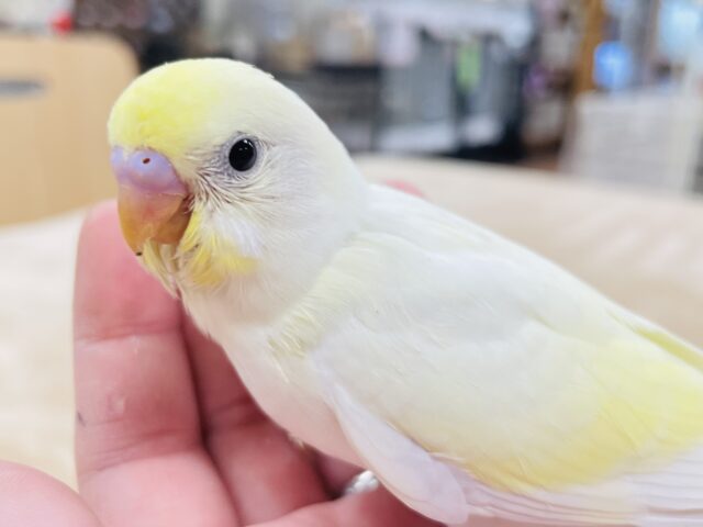 【最新画像更新🪄】あざとい可愛さ❤︎セキセイインコ（クリーム）ヒナ