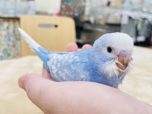 【最新画像更新🪄】晴天の青空✈️☁️セキセイインコ（スパングル）ヒナ
