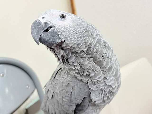 【最新画像更新🪄】ででん！と登場🦜🩶イケメンです‪☆ヨウム(男の子)