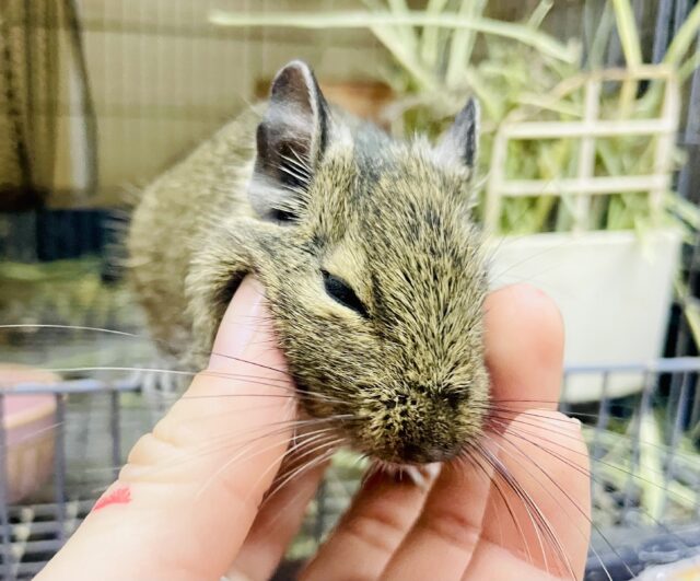 最新画像更新⭐️グイグイいこうよ⇧⇧⇧愛嬌いっぱい❤️デグー(アグーチ)