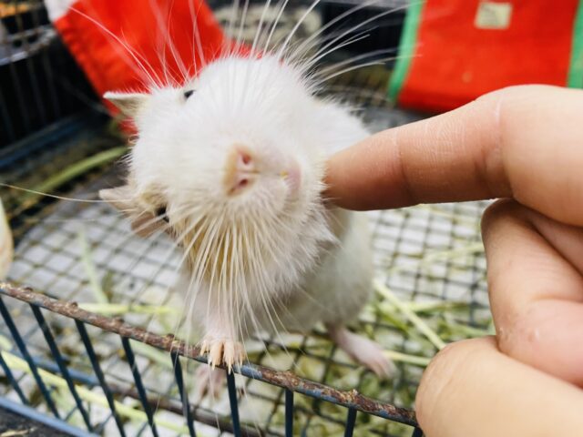 最新画像有ります❗️色の入り方がオシャレさんなんです💕甘えん坊なデグー男の子⭐️