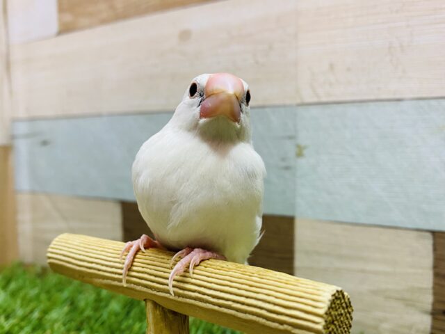 あと1羽！最新画像有ります❗️❄️純白の雪が降る〜🎶どんな姿を見せてくれるかな❓白文鳥！