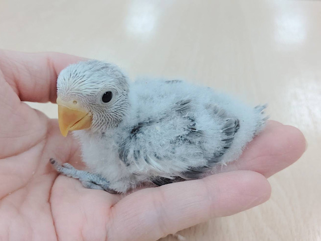 可愛いけどかっこいい💖コザクラインコ（モーブパイド）ヒナ