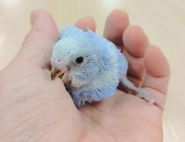 綺麗なブルー🩵セキセイインコ（スパングル）ヒナ