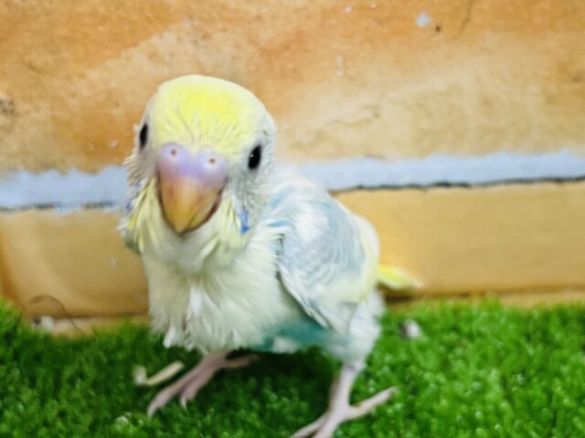 ため息がでる美しさ♡セキセイインコのパステルレインボーパイド