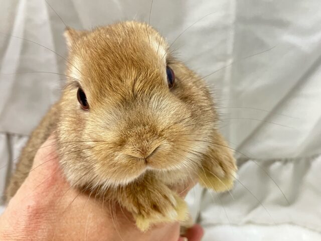 🌟あざとくおねだりじょーず🧡 ̖́- ネザーランドドワーフ(オレンジ系2024年10月生まれ)