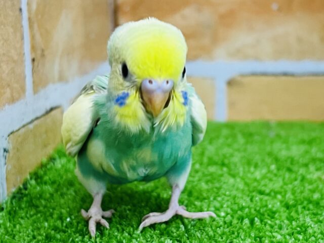 最新画像更新！元気いっぱい♡セキセイのレインボースパングルパイド☆