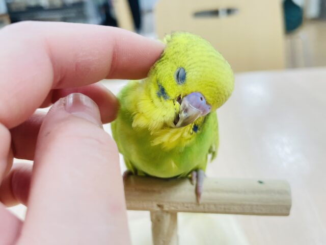 【最新動画更新🪄】イエローとグリーンが可愛い♡セキセイインコ（スパングル）ヒナ