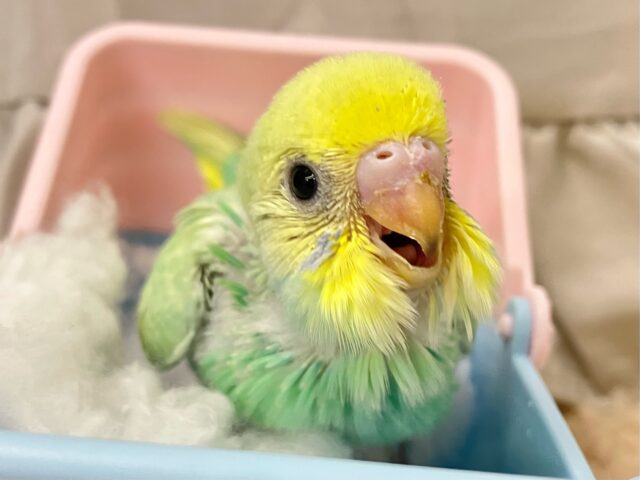 ミントドレス綺麗〜？🌱⋆｡セキセイインコ(パステルレインボースパングル2024年11月生まれ)