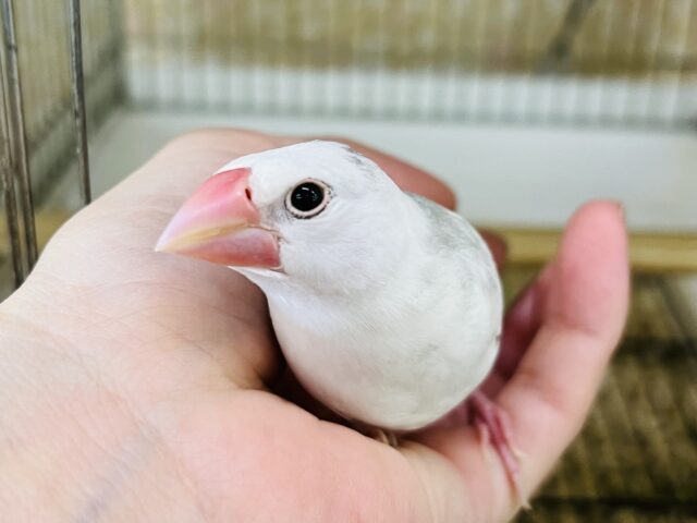 べたなれウィンクちゃん♡愛らしさ抜群♡白文鳥〜