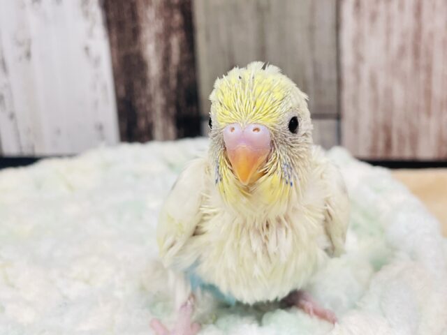 おしゃれな模様‪🫶🏻´-セキセイインコ（パステルレインボーパイド）ヒナ