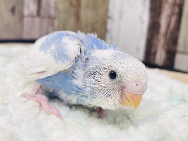 青空のようです❤︎セキセイインコ（パイド）ヒナ