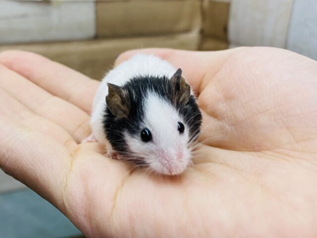 あと1匹🌟小さいけれど存在感バツグン‼️守ってあげたいその可愛さ💕パンダマウス男の子⭐️