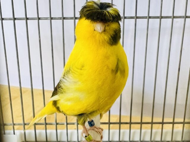 黄色が濃い〜の！グロスターカナリア！