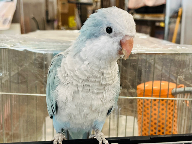 【最新画像更新🪄】イチオシカラー♡ブルー界の天使です🧚‍♂️オキナインコ(ブルーオパーリン) ヒナ