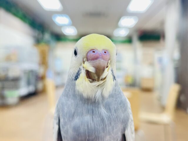 【最新動画更新🪄カゴデビューしました☆】シックなカラーに見惚れちゃう💞セキセイインコ（パステルレインボースパングル）ヒナ