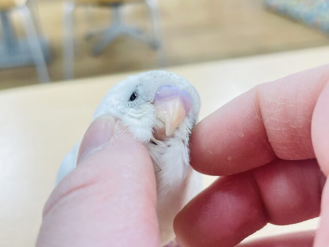 【最新動画更新🪄】白多めのごま塩ちゃん♡セキセイインコ（ハルクイン）ヒナ