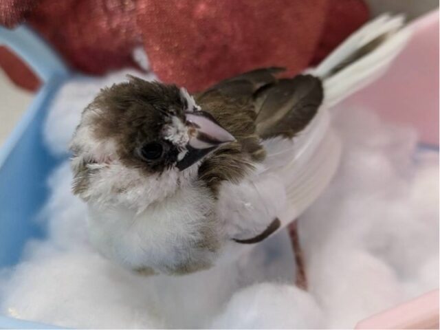 仮面つけても可愛さは隠せない〜🥴🎭十姉妹(2024年11月生まれ)