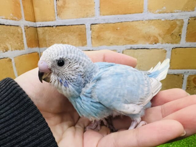 どきどき♡綺麗な水色カラー♪セキセイインコ（ブルースパングル）