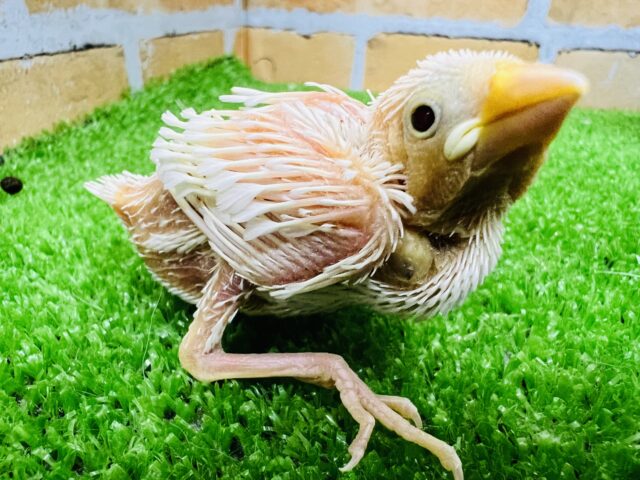 黄色いヒヨコ？じゃなくて白文鳥だよ♡