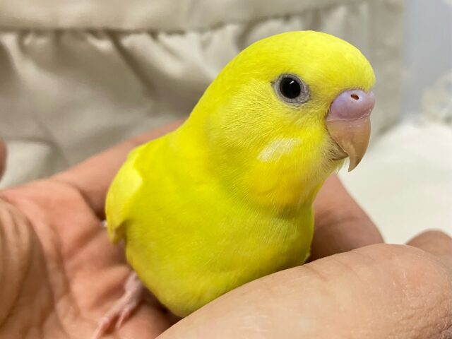 ✨最新画像✨ぴかぴか蛍光ライムちゃん〜🍋‍🟩‎𖤐 ̖́-セキセイインコ(2024年11月生まれ)‬