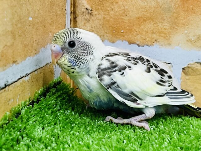 個性爆発!4色ハルクインの雛が入舎しました! 個性爆発!4色ハルクインの雛が入舎しました!