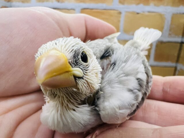 すんごいブチ模様♡珍しい白文鳥の雛🎵