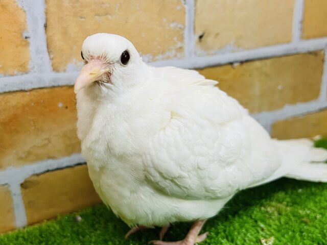真っ白ギンバト♡入舎しました！