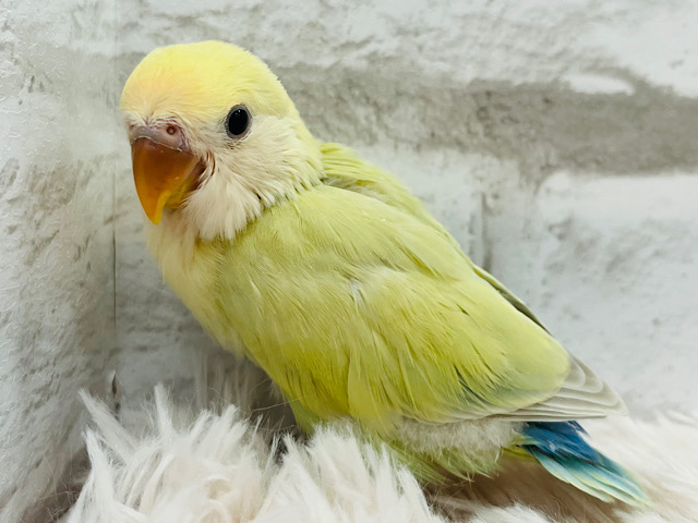 【最新画像更新🪄】駆け寄る、うずめる。。あまえる～～　コザクラインコ　シナモン～～