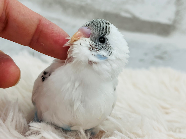 【最新画像更新🪄】ピョピョピョ！！！元気いっぱい食欲旺盛さん🐣セキセイインコ(ハルクイン) ヒナ