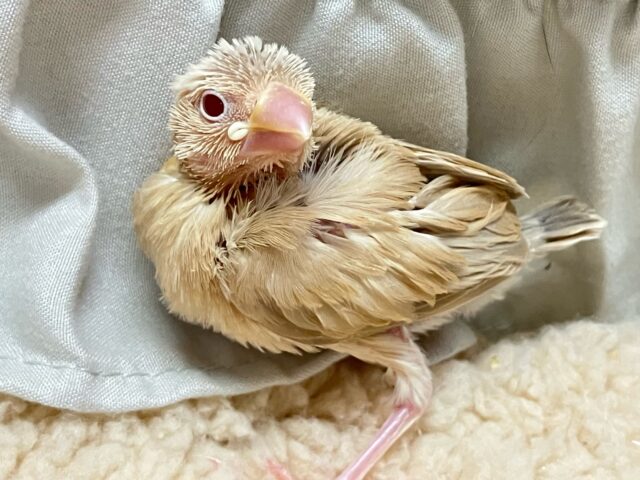 ホットエンジン元気全開！！😝🧸ིྀシナモン文鳥(2024年12月生まれ)