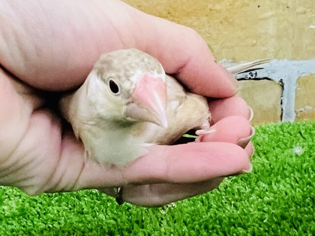 1/16更新☆柔らかくて優しいお色♡シナモン文鳥〜
