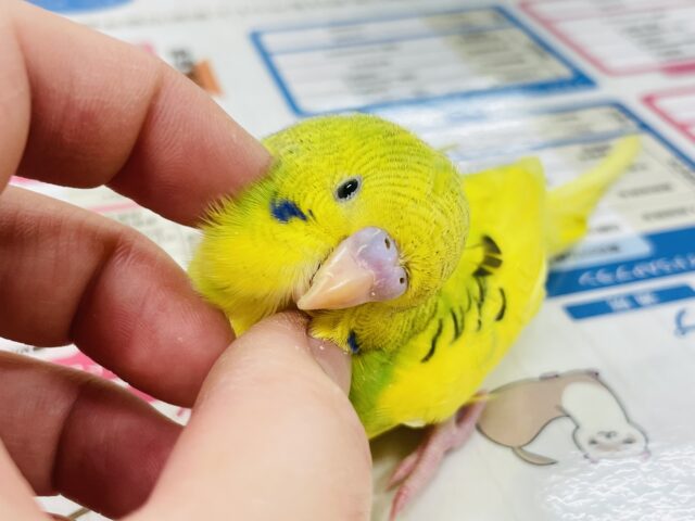 つぶらな瞳が可愛い♡セキセイインコ（パイド）