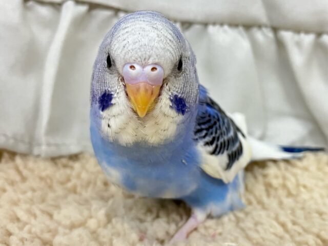 ✨最新画像✨早く飛びたい！ベリ〜ミルクちゃん🫐◝✩セキセイインコ(パイド2024年12月生まれ)